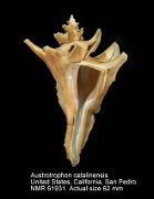 Austrotrophon catalinensis